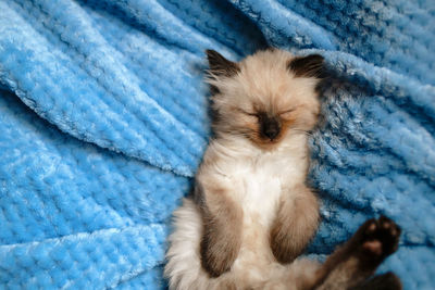 Close-up of cat sleeping