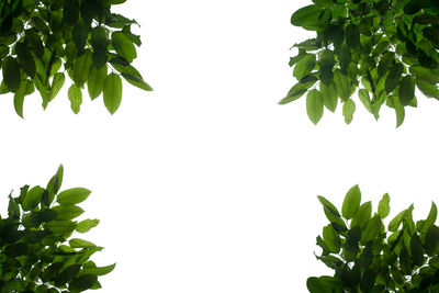 Close-up of fresh green plant against clear sky