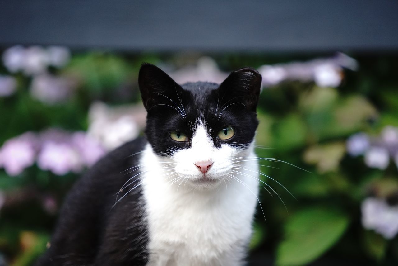 CLOSE-UP PORTRAIT OF CAT WITH EYES