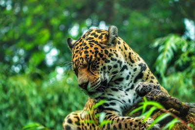 Close-up of tiger relaxing in forest