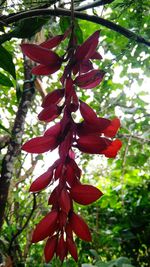 Low angle view of red flowers growing on tree