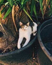 Portrait of cat sitting on grass