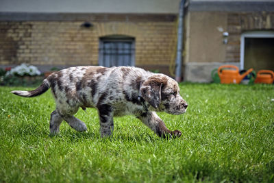 Portrait of a dog on field