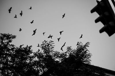 Low angle view of birds flying in the sky