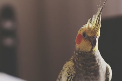 Close-up of bird