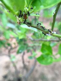 Close-up of insect on plant