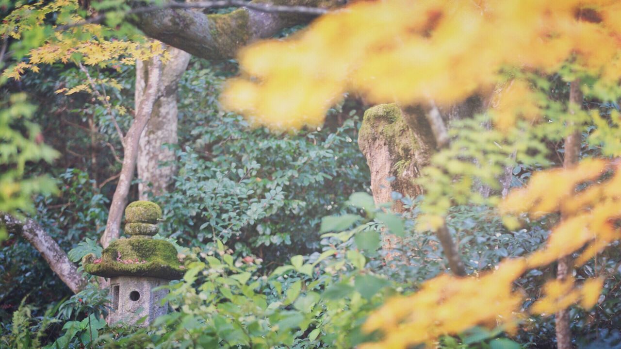 CLOSE-UP OF GIRAFFE ON PLANT