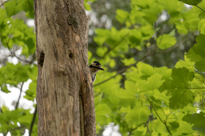 Low angle view of bird perching on tree trunk