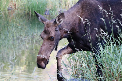 Horse in a lake