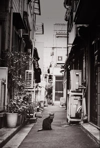 Dog sitting on street amidst buildings in city