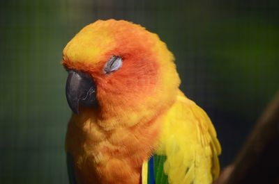 Close-up of parrot with eyes closed