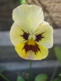 Close-up of yellow flowering plant