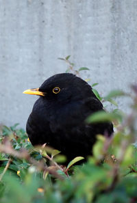 Black bird perching on a rock