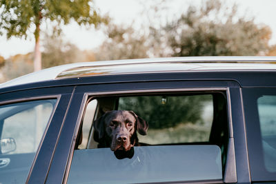 Portrait of dog in car