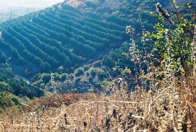 Scenic view of landscape