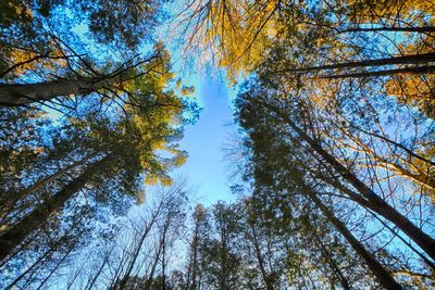 Low angle view of trees in forest against sky