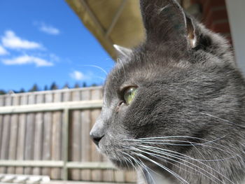 Close-up portrait of cat