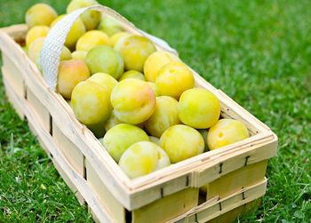 High angle view of fruits in basket on field