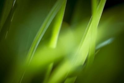Close-up of green leaves