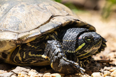 Close-up of turtle