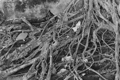 High angle view of tree roots on field