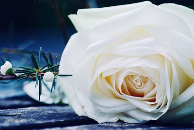 Close-up of white rose