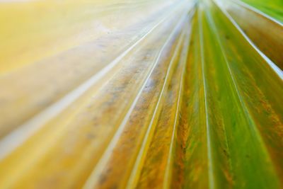 Close-up of palm leaf