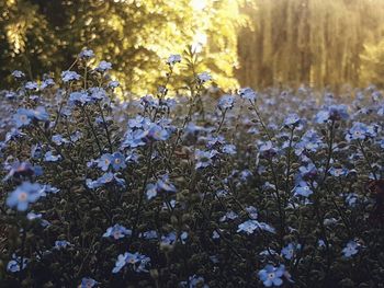 Close-up of purple flowering plant in field