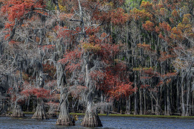 Scenic view of forest during autumn