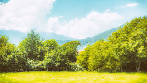 Trees on countryside landscape