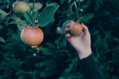 Cropped hand of woman picking apples growing on tree