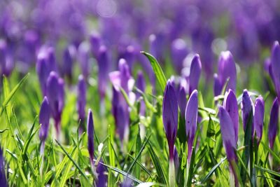 Close-up of purple crocus blooming on field