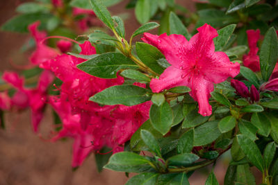 Close-up of wet pink flower blooming outdoors