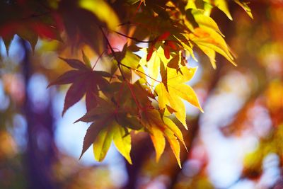 Low angle view of maple leaves on tree