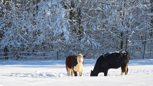 View of horse on snow covered field