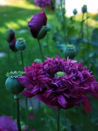 Close-up of purple flowering plant