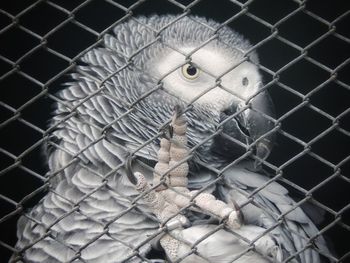 Close-up of chainlink fence in cage