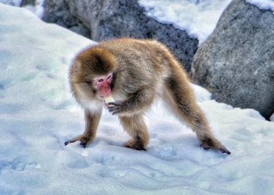 Monkey on snow field