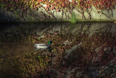 Bird on a lake