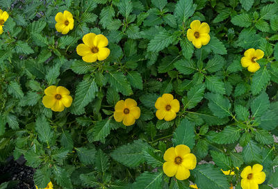 High angle view of yellow flowering plants