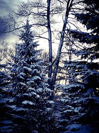 Low angle view of bare trees in forest during winter