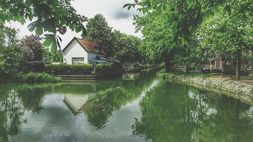 Reflection of trees in water