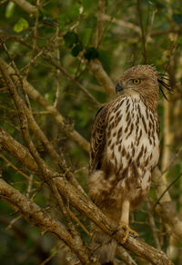 Close-up of a bird perching on branch