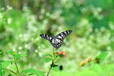 Close-up of butterfly perching on plant