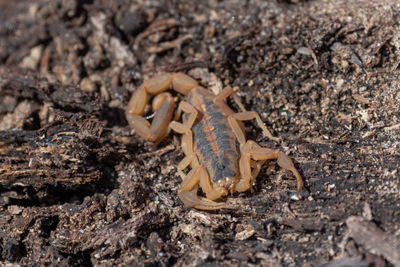 Close up scorpion on bare ground