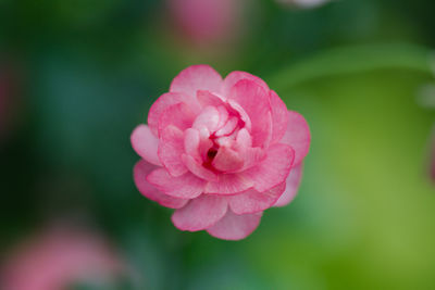 Close-up of pink rose