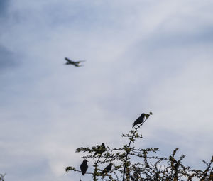 Low angle view of birds flying in sky
