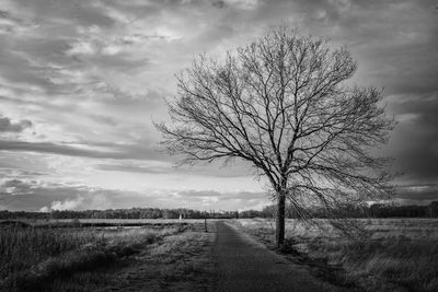 Bare tree on field against sky