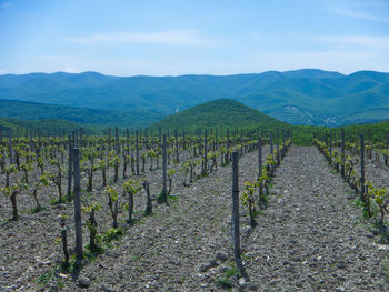 Scenic view of vineyard against sky