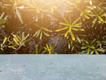 Close-up of fresh yellow plants on sunny day